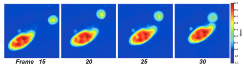 Paramecium interacting with a particle at 45X. Note cilia. The optical thickness ranges from 130 to 460 nm.